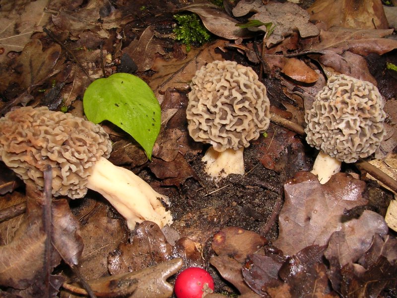 Morchellaceae